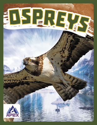 Ospreys (Birds of Prey)