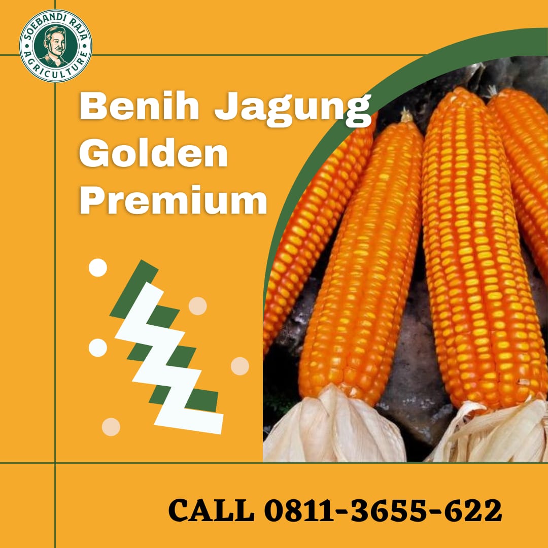 SUPER MANTAP, Call 0811-3655-622, Benih Jagung Super Genjah Soebandi Raja