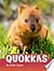 Quokkas