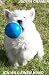 Ich will einen Hund by Judith Cramer