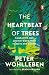 The Heartbeat of Trees: Embracing Our Ancient Bond with Forests and Nature