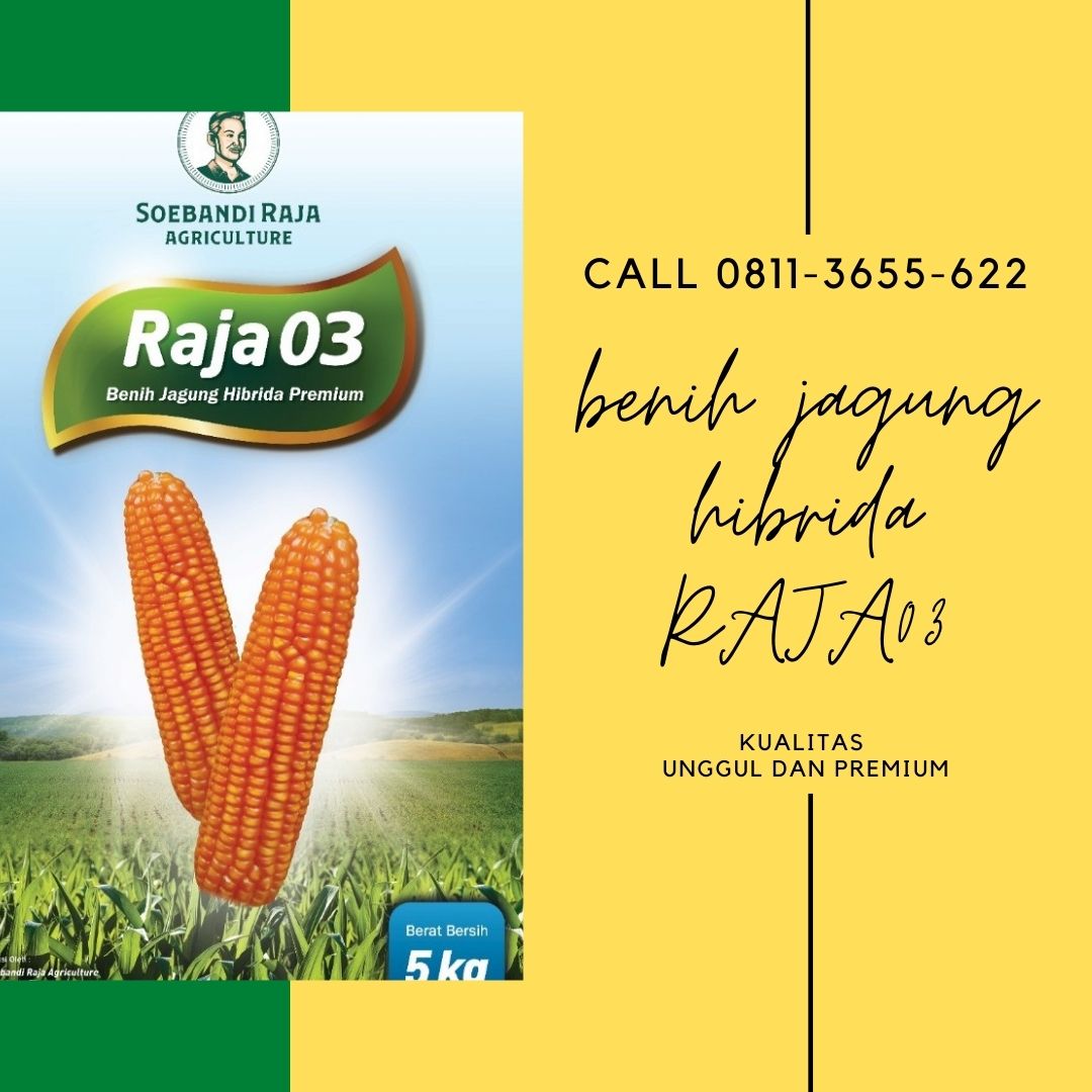 BANYAK DICARI, Call 0811-3655-622, Bibit Jagung Paling Unggul Soebandi Raja