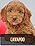 Cavapoo: Complete breed guide