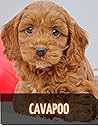 Cavapoo: Complete breed guide