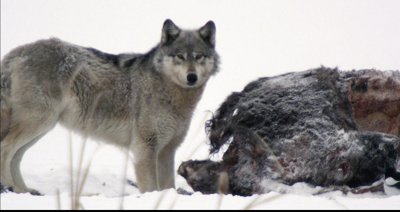 Bad wolf and the intelligent buffalo (Kindle Edition)