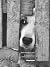 El perro en la puerta de la...