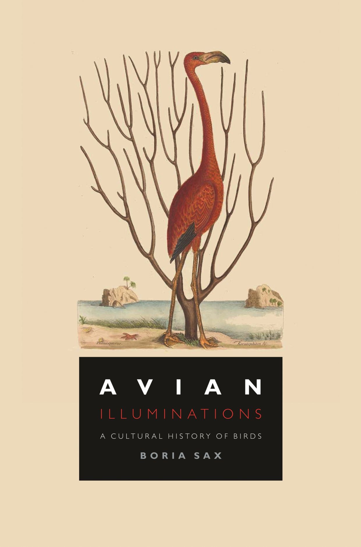 Avian Illuminations: A Cultural History of Birds (Hardcover)