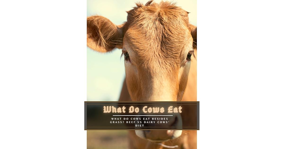 What Do Cows Eat What Do Cows Eat Besides Grass? Beef vs Dairy Cows