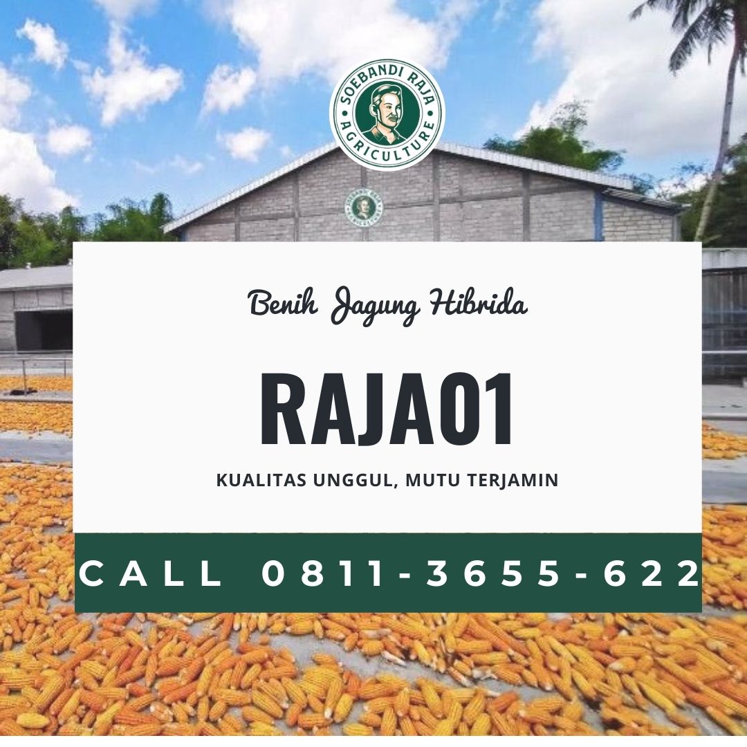 BIBIT JAGUNG SUPER, Call 0811-3655-622, Benih Jagung Lokal Unggul Soebandi Raja