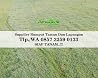 Jual Rumput Swiss Pamekasan, WA +62 857 3259 0133, ANDIKA GARDEN