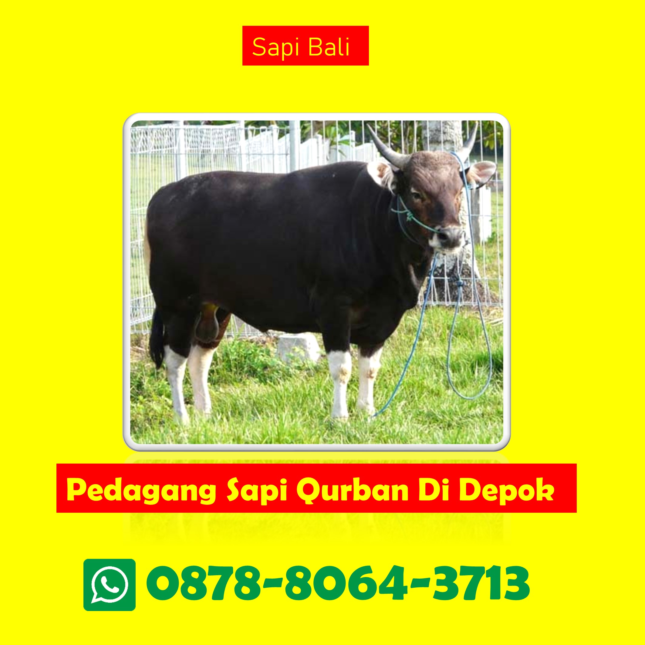 Harga Sapi Qurban 400 Kg Di Juanda Depok WA 0878-8064-3713