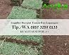 Harga Pasaran Rumput Jepang Trenggalek, WA +62 857 3259 0133, ANDIKA GARDEN