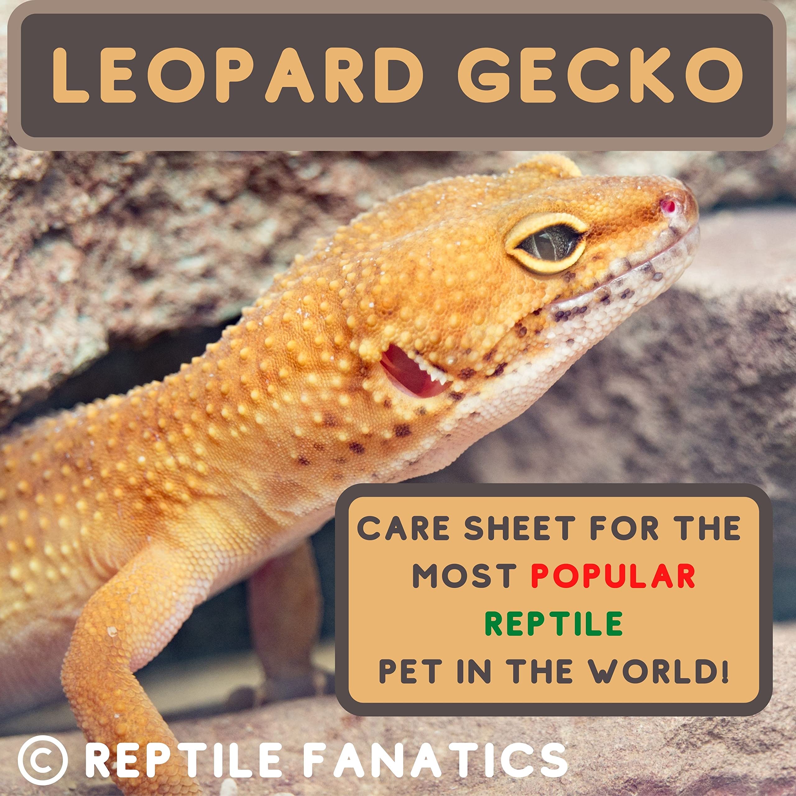 Leopard Gecko Care Guide for the Most Popular Reptile Pet in the World: A Perfect Gift for Leopard Gecko Lovers, Reptile Keepers, Exotic Pet Enthusiasts or anyone who adores Reptiles (Kindle Edition)