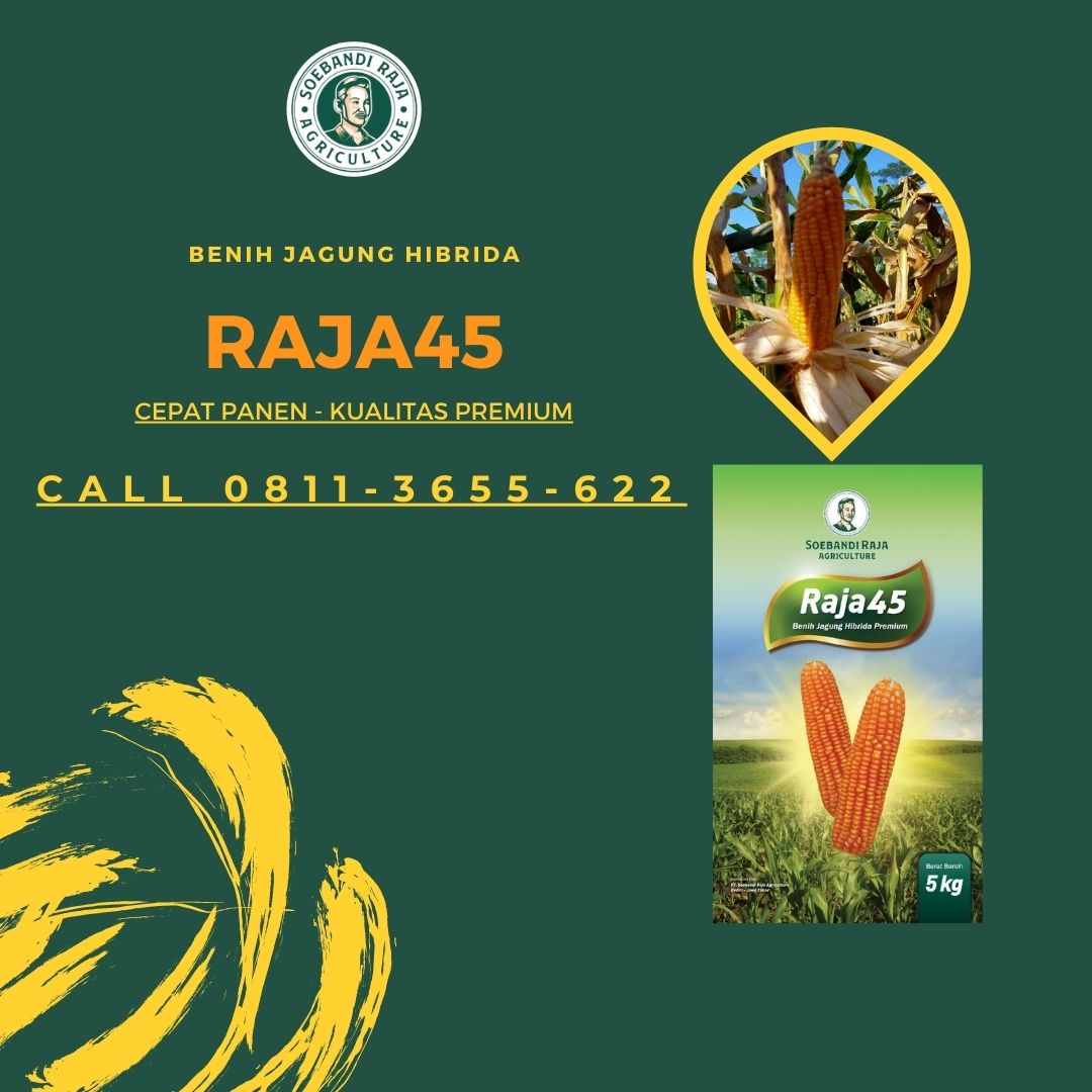 BANYAK HASIL PANENNYA, Call 0811-3655-622, Bibit Jagung Genjah Unggul Soebandi Raja
