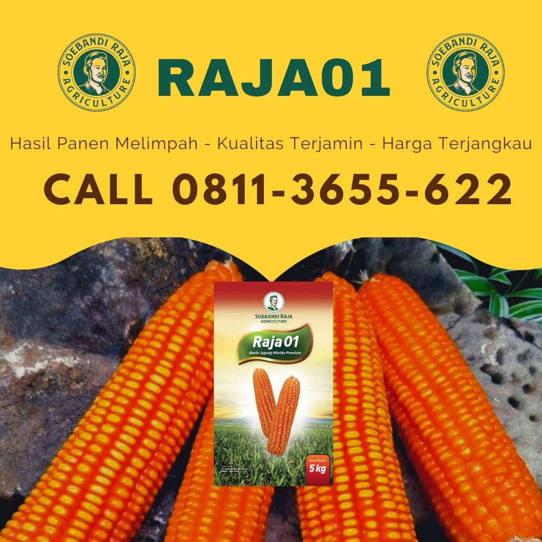 BENIH SUPER TERBAIK, Call 0811-3655-622, Bibit Jagung Super Genjah Soebandi Raja