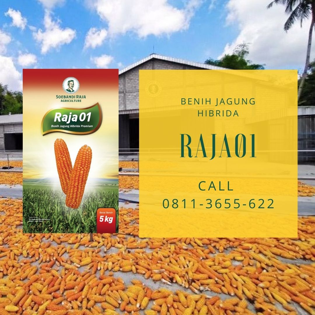REKOMENDASI BIBIT TERBAIK, Call 0811-3655-622, Benih Jagung Hibrida Paling Genjah Soebandi Raja