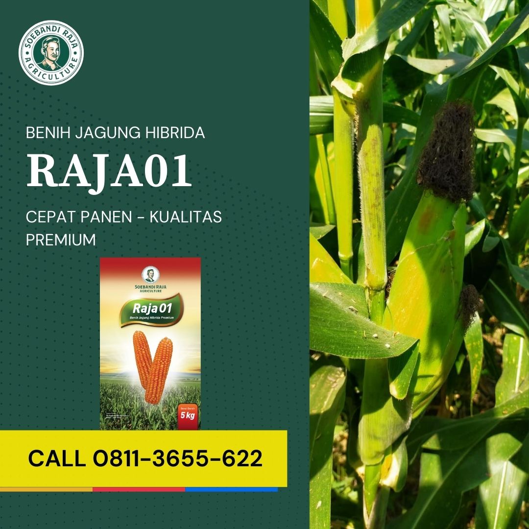 BENIH KUALITAS TINGGI, Call 0811-3655-622, Bibit Jagung Super Terbaik Soebandi Raja