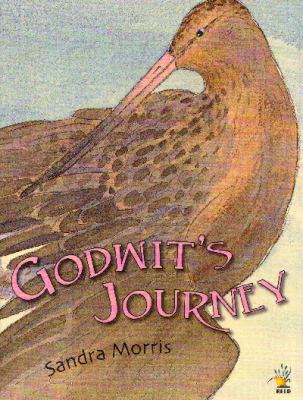 Godwit's journey