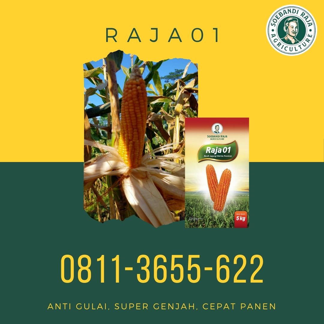 ON SALE, Call 0811-3655-622, Bibit Jagung Super Bagus Soebandi Raja