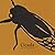 Cicada
