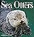 Sea Otters- Photographs by ...