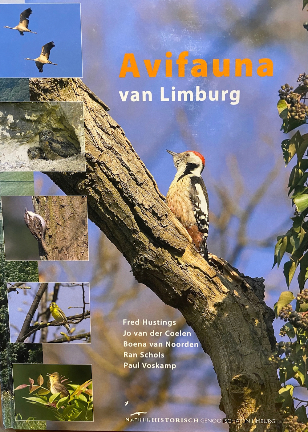 Avifauna van Limburg
