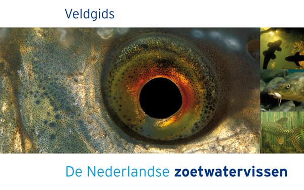 Veldgids de Nederlandse zoetwatervissen (Paperback)