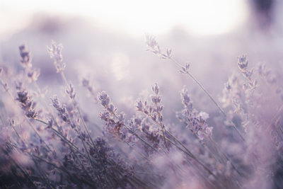 Curly Bun Man (Unknown Binding)