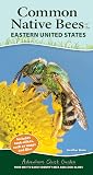 Common Native Bee...