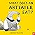 What Does An Anteater Eat?