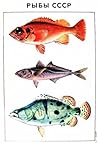 Рыбы СССР (Справочники-определители географа и путешественника)