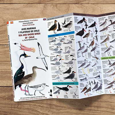 Aves marinas y playeras de Chile