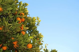 They Will Dream in the Garden by Gabriela Damián Miravete