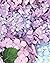 Hydrangea, Me Crazy: 120 pa...