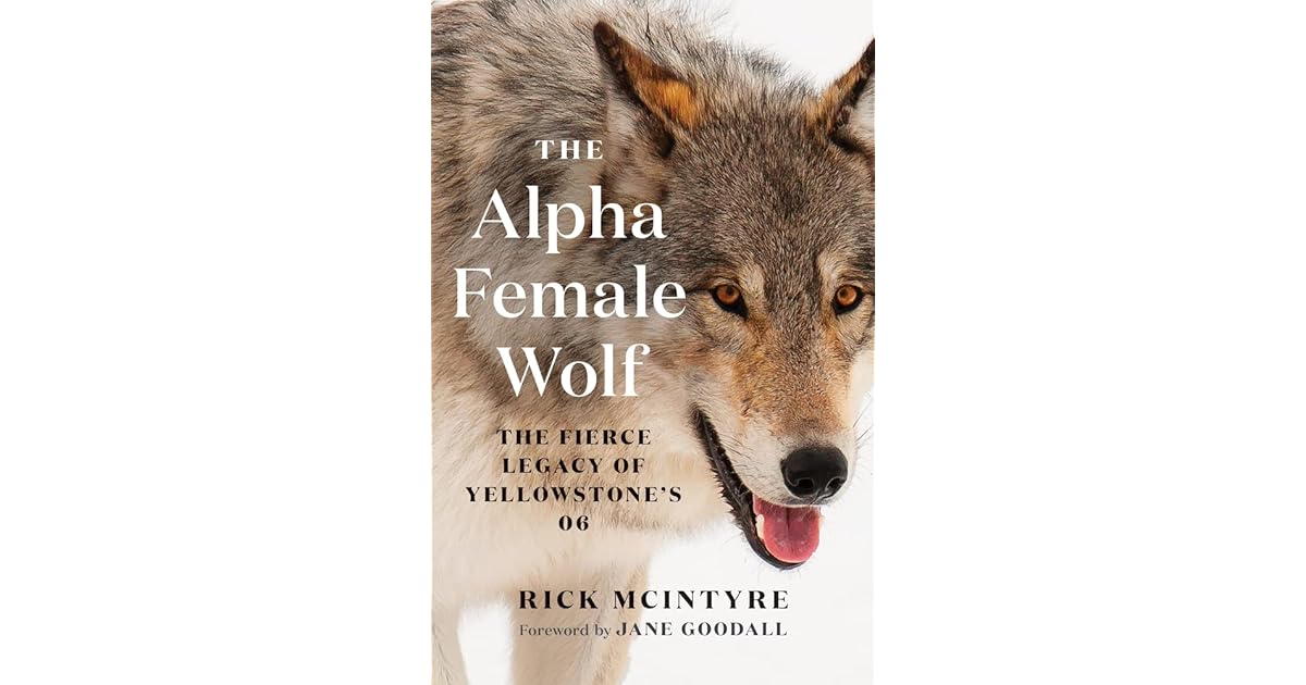 The Alpha Female Wolf The Fierce Legacy of Yellowstone's 06 by Rick