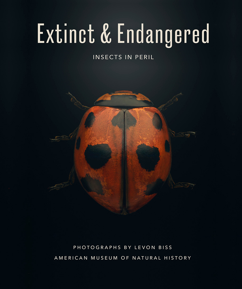 Extinct & Endangered: Macro photographs spotlighting threatened insects and why their disappearance matters.