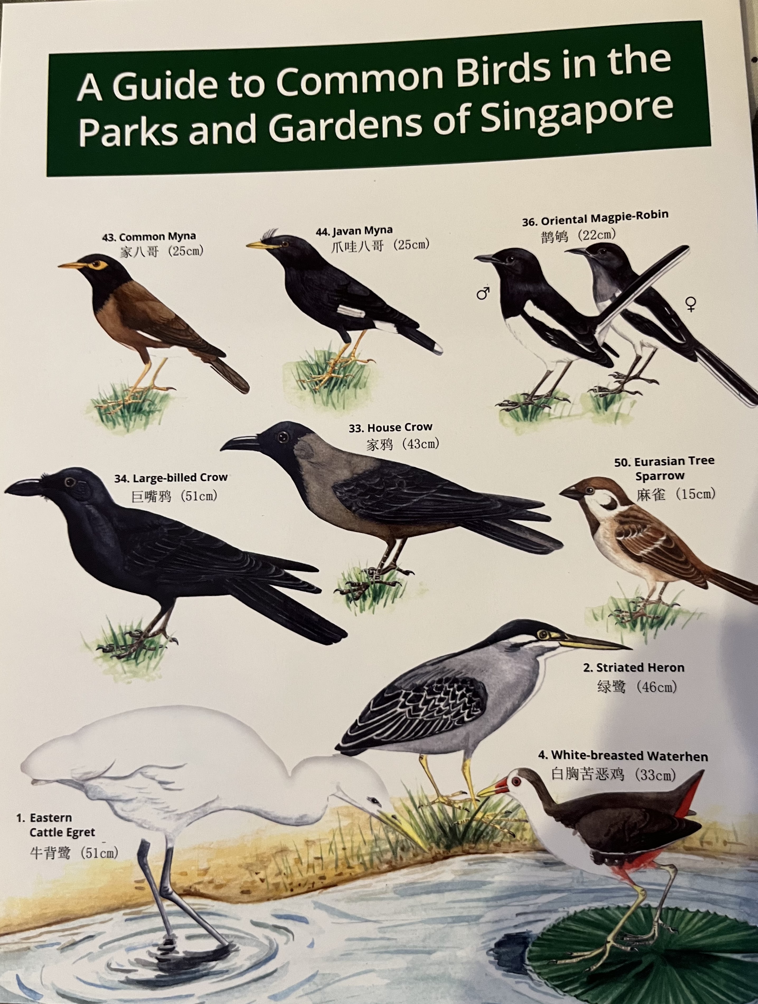 A guide to common birds in the parks and gardens of Singapore