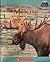 Moose (Nature's Children)