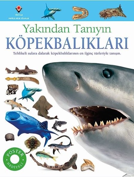 Yakından Tanıyın Köpekbalıkları (Paperback)