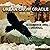 Urban Crow Oracle Guidebook...