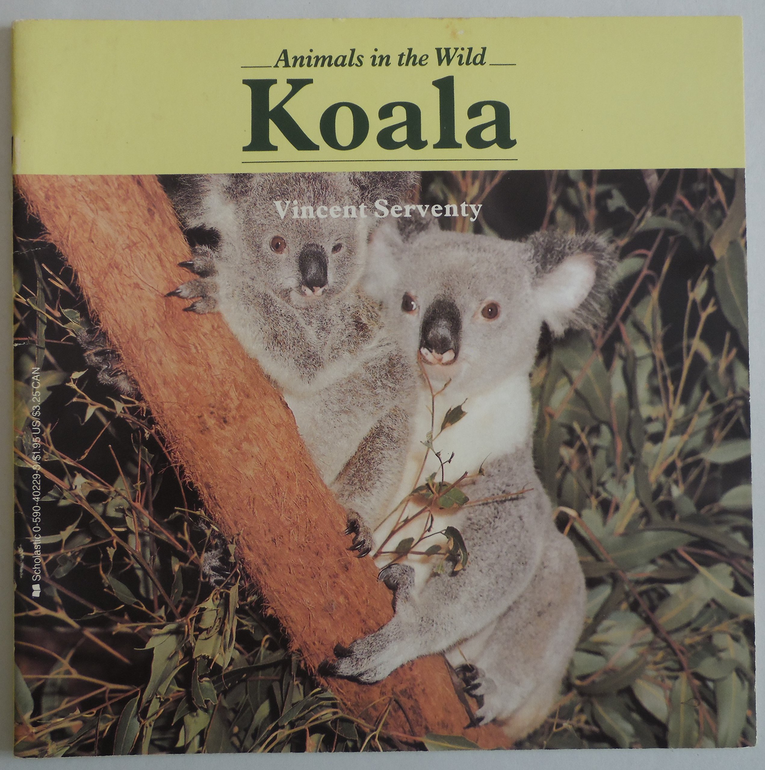Koala (Animals in the Wild)