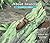 About Insects by Cathryn Sill