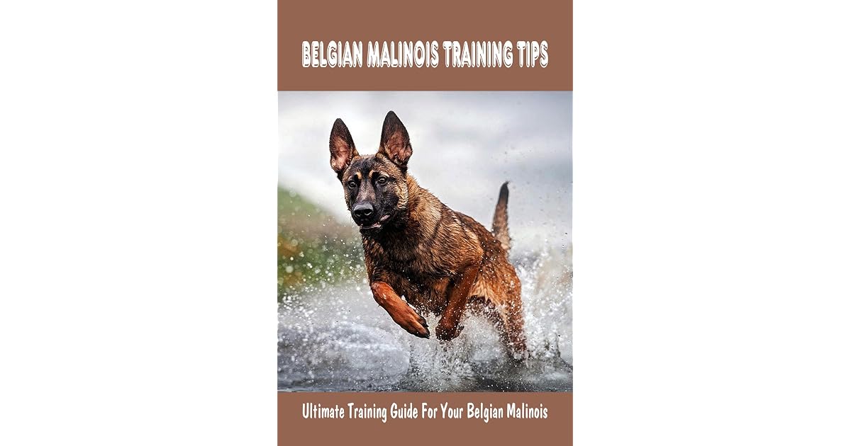 Belgian Malinois Training Tips: Ultimate Training Guide For Your ...