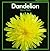Dandelion (Stopwatch Series)