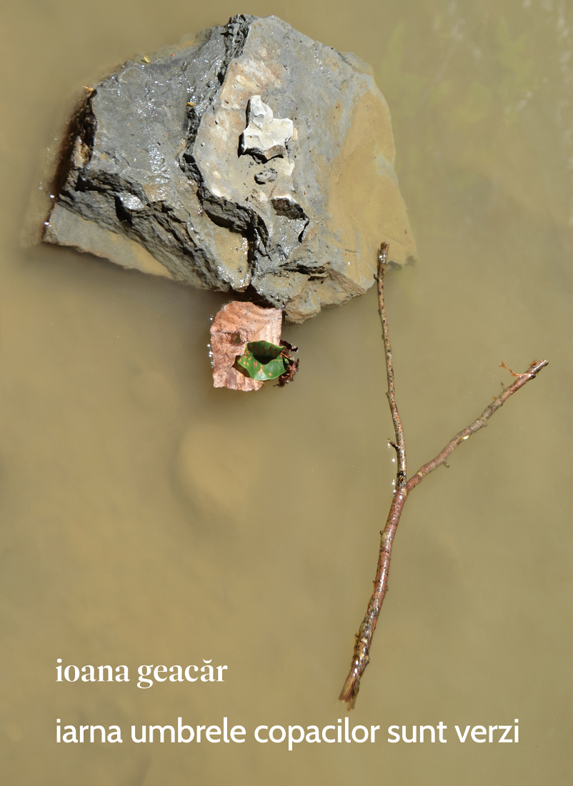 iarna umbrele copacilor sunt verzi