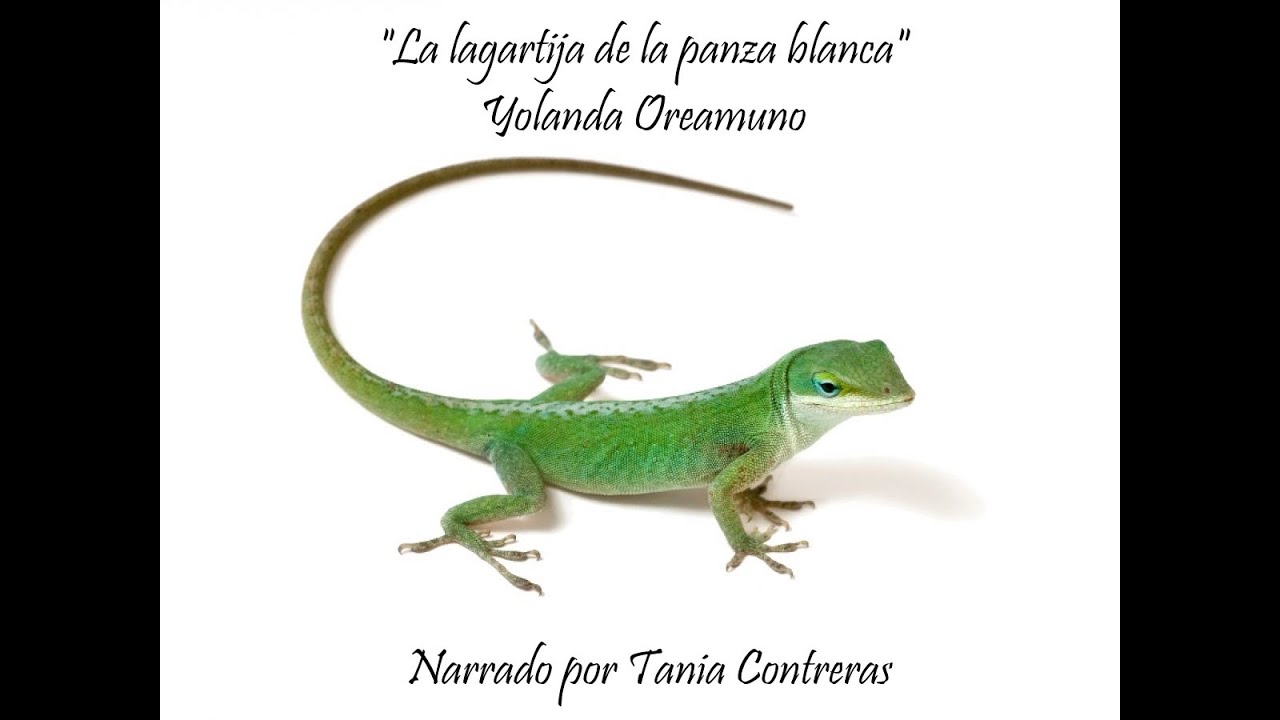 La lagartija de la panza blanca