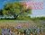 Wildflower Meadows