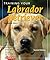 Training Your Labrador Retr...