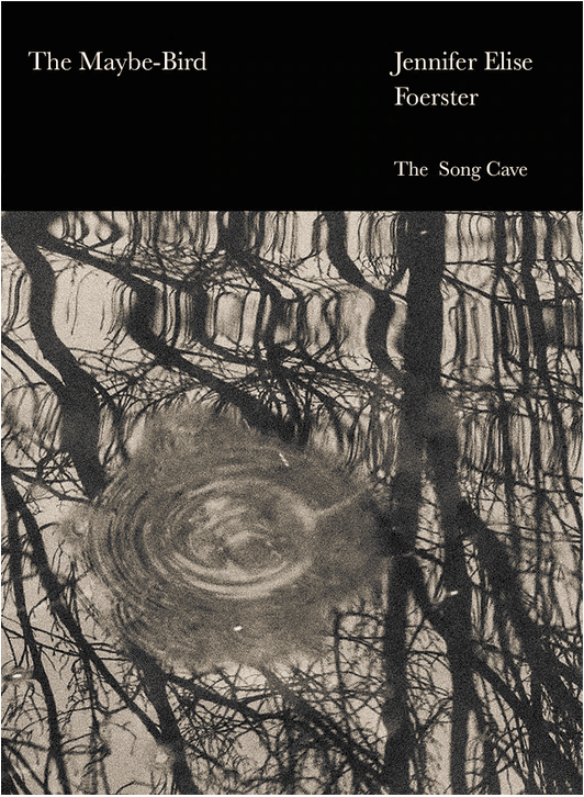 The Maybe-Bird (Paperback)