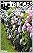 Hydrangeas: Growing Hydrangeas